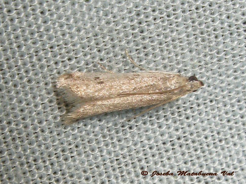 micro 6 da id - Phycitodes cfr. maritima, Pyralidae